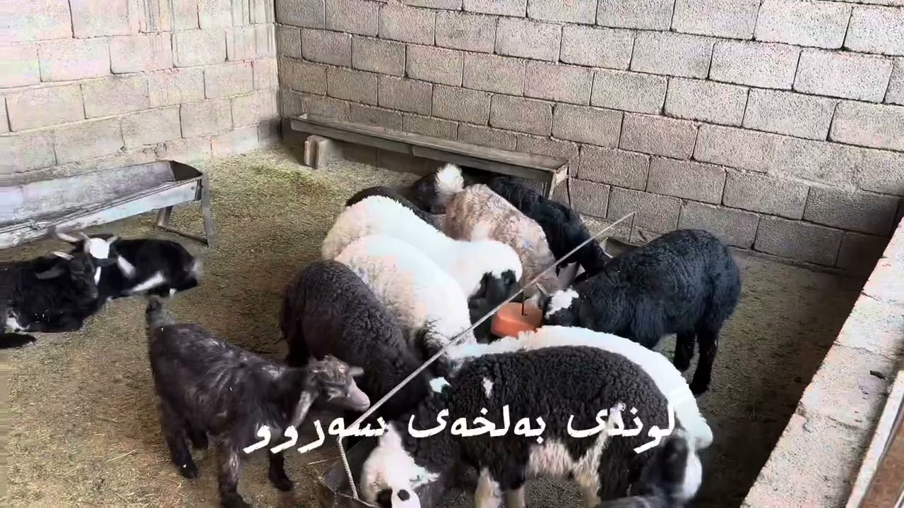 سروشتی گوندی بەڵخەی قەرەداخ و سەلما سەلماكەی مامۆستا قادر گاگلی دەنگ خۆش