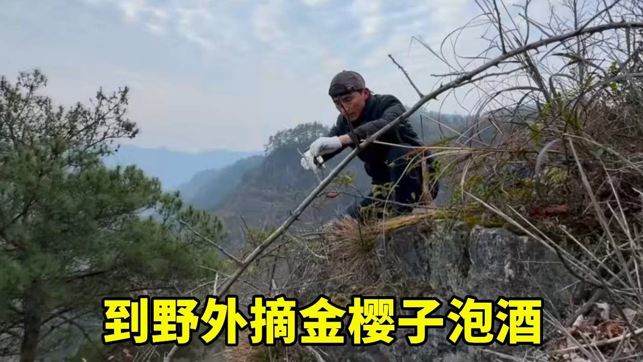 摘一些金樱子，泡一坛子酒，看完涨知识【乡野志刚】