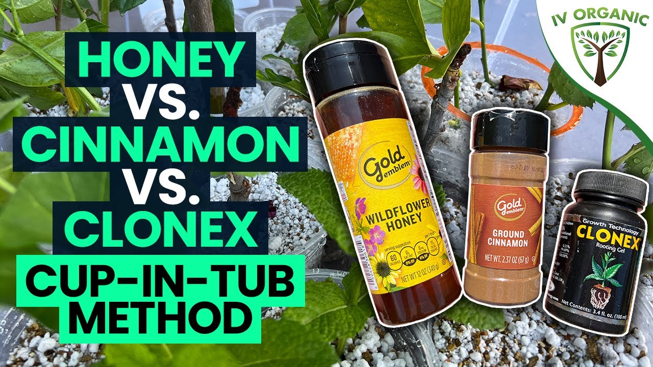How To Root Cuttings |  Honey vs. Cinnamon vs. CloneX