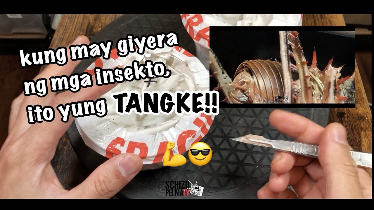 Unboxing:  Armoured Thorny Predatory Cricket, pang-malakasan!