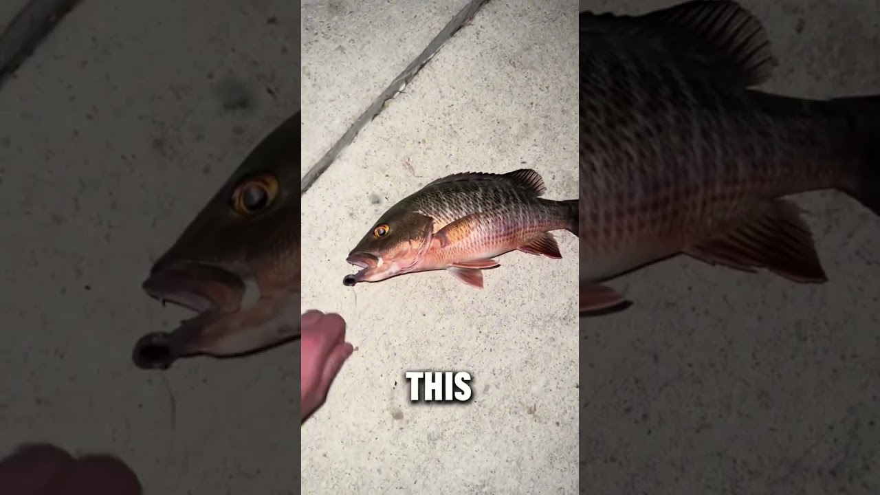 Do you prefer to catch them on bait or artificial? #mangrove #mangrovesnapper #nightfishing #florida
