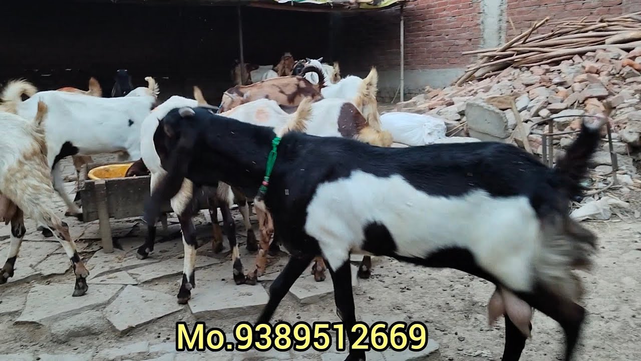 Mustafa Goat Farm Jaunpur Mo.(9389512669)(6390501328)