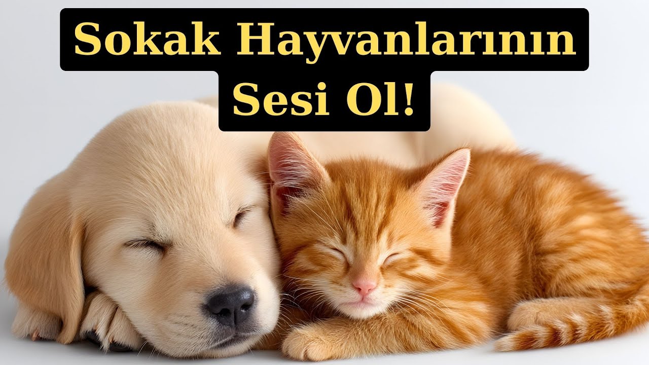 Sokak Hayvanları İçin Yolun Sonu mu ?  Yeni Yasayı ve Çözümleri Konuşuyoruz!