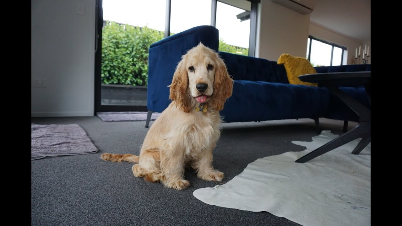 Golden Cocker Spaniel Puppy from NZ - First 6 Months