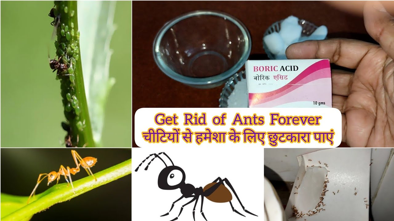 How to get rid of Ants colony in a day | how to make ant bait using boric acid #ants #boric#garden