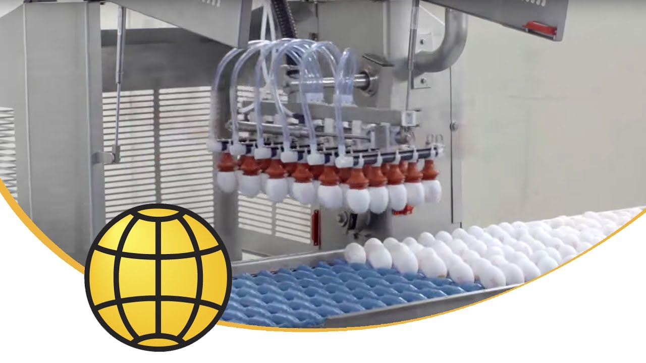 Egg Loader Machine -  ✔️ Egg Grading ✔️Egg Breaking - Flexloader without destacker