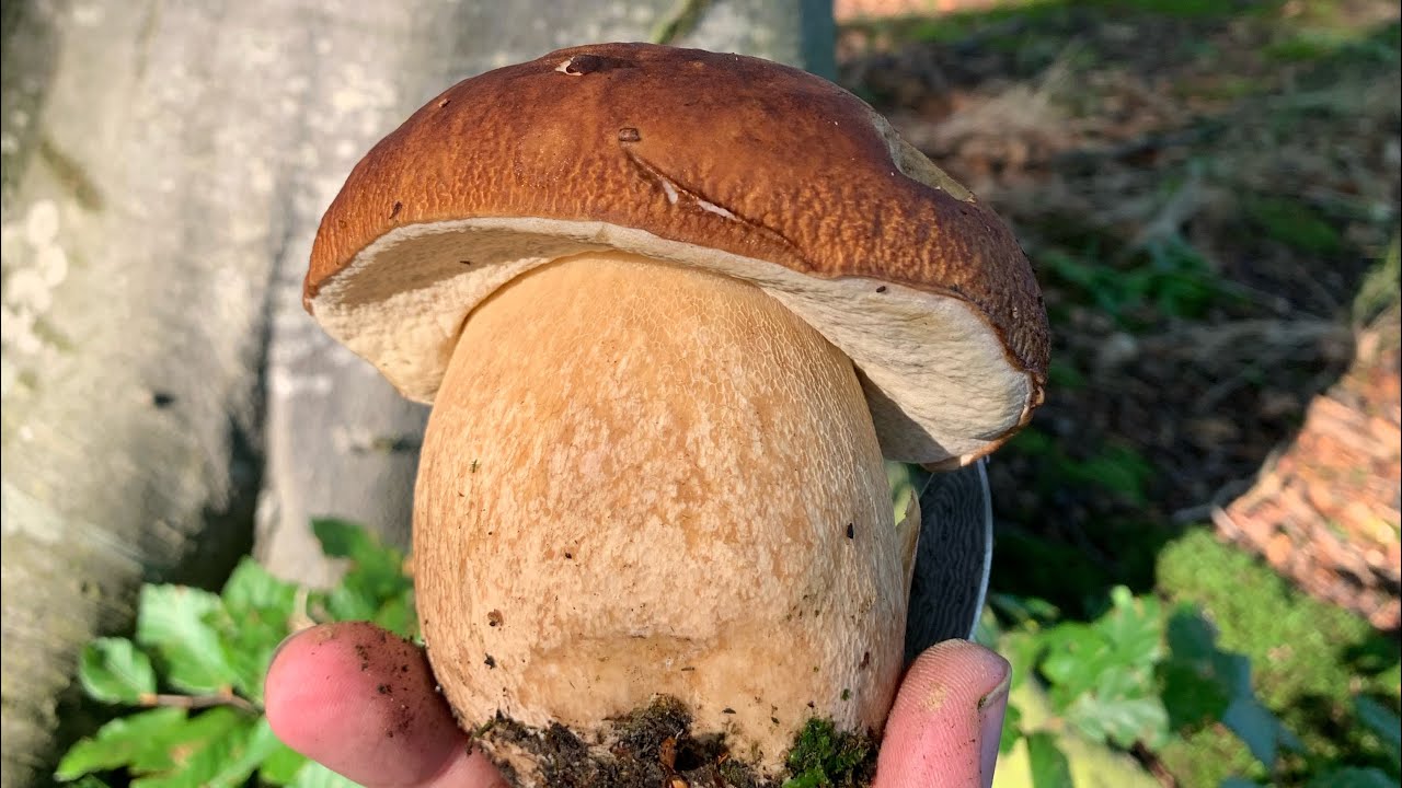 Grande Funghi, Setas, Boletus Mushrooms in Forest Nature Video (LIVE FOREST) FUNGI MYCOLOGY