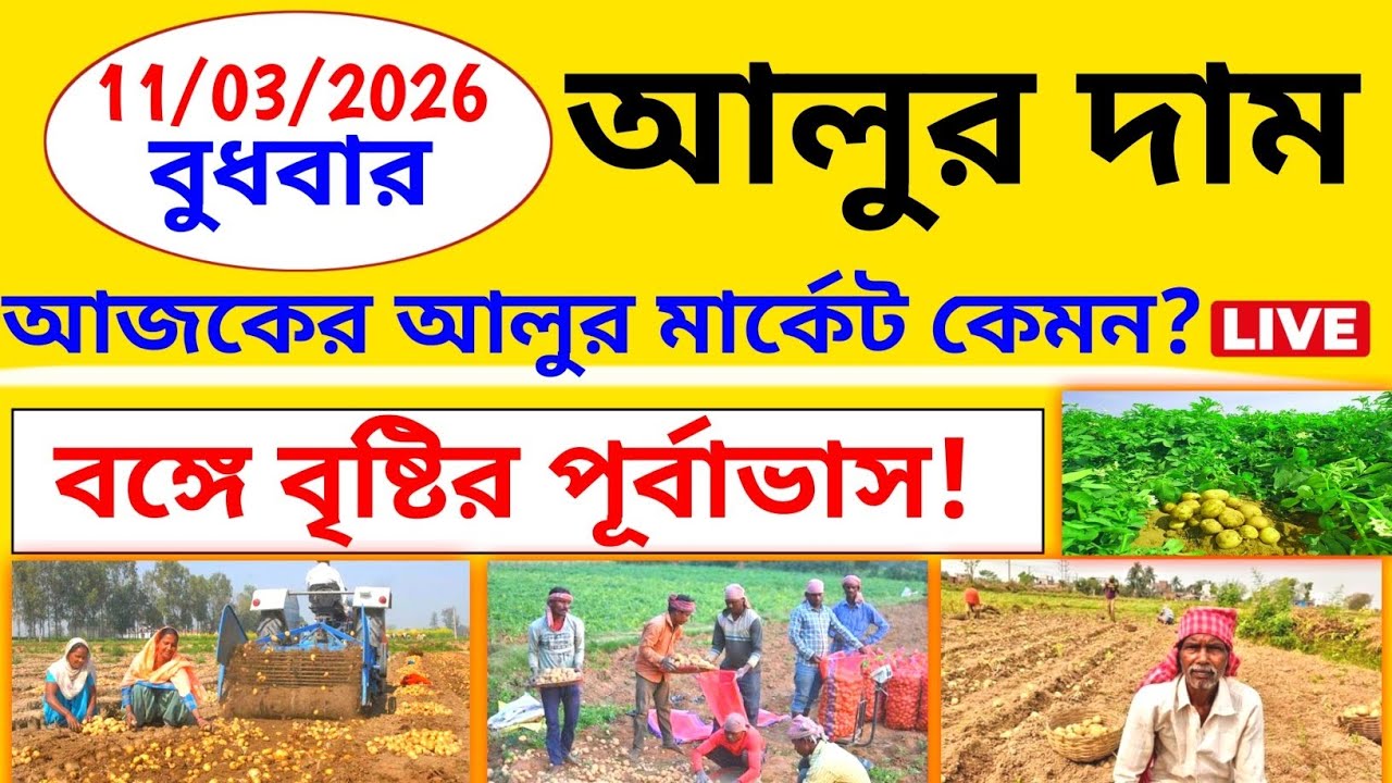 আজ ১১ মার্চ, বুধবার আলুর দাম কত? জ্যোতি, পোখরাজ,K22 আলুর দাম।।বাংলায় আলুর বাজারে বড় পরিবর্তন | 
