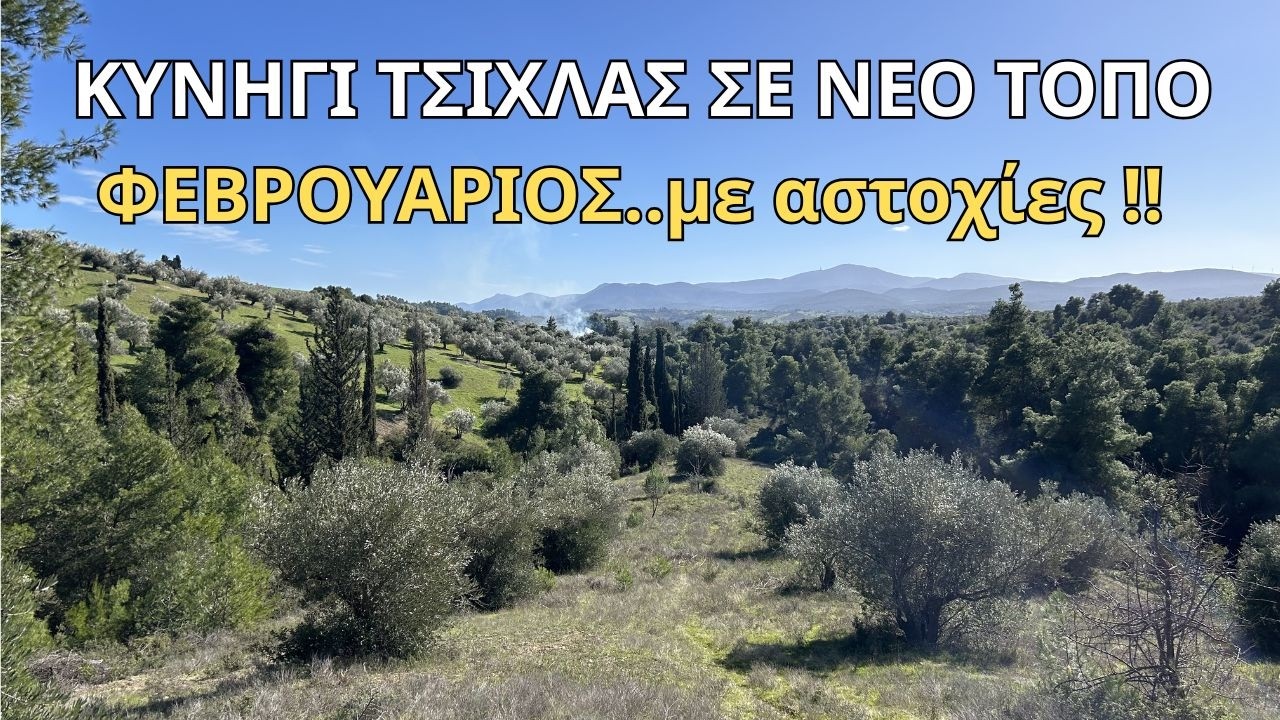 ΚΥΝΗΓΙ ΤΣΙΧΛΑΣ ΦΕΒΡΟΥΑΡΙΟΣ 2026 : ΠΡΑΓΜΑΤΙΚΕΣ ΦΑΣΕΙΣ ΣΕ ΕΞΟΡΜΗΣΗ ΠΟΥ ΜΑΣ ΔΟΚΙΜΑΣΕ..#thrush #caccia