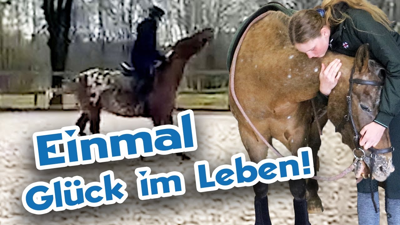Appaloosa Stute ungesehen vom Händler gekauft – Wann geht für sie der Himmel auf?