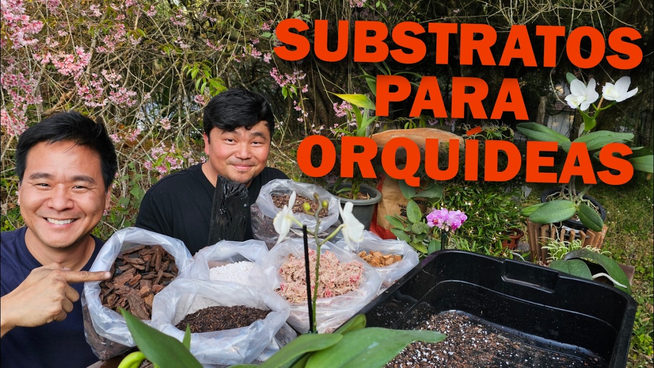 Tipos de substrato para orquídeas.