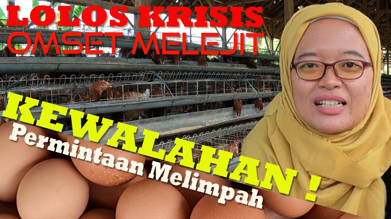 Lolos Krisis, Omset Melejit! Kewalahan Penuhi Permintaan : Cara Usaha Ternak Ayam Petelur