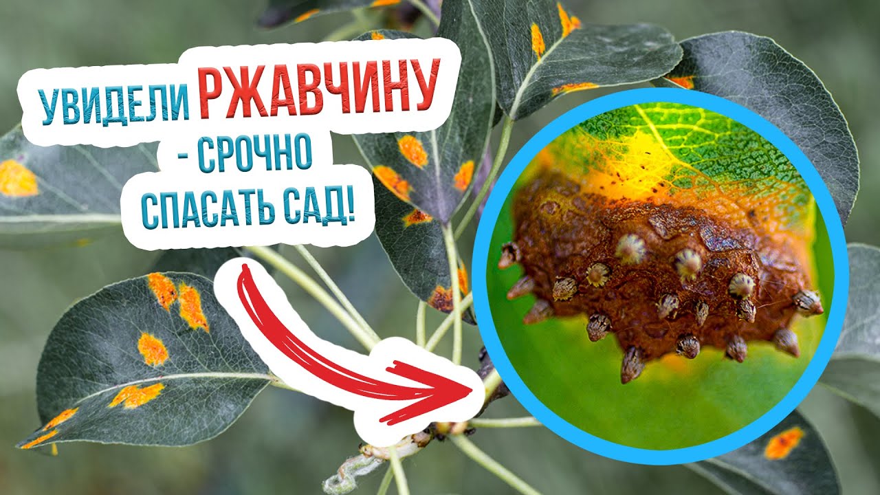 Откуда берется ржавчина на деревьях и как бороться с ржавчиной на груше и яблоне?