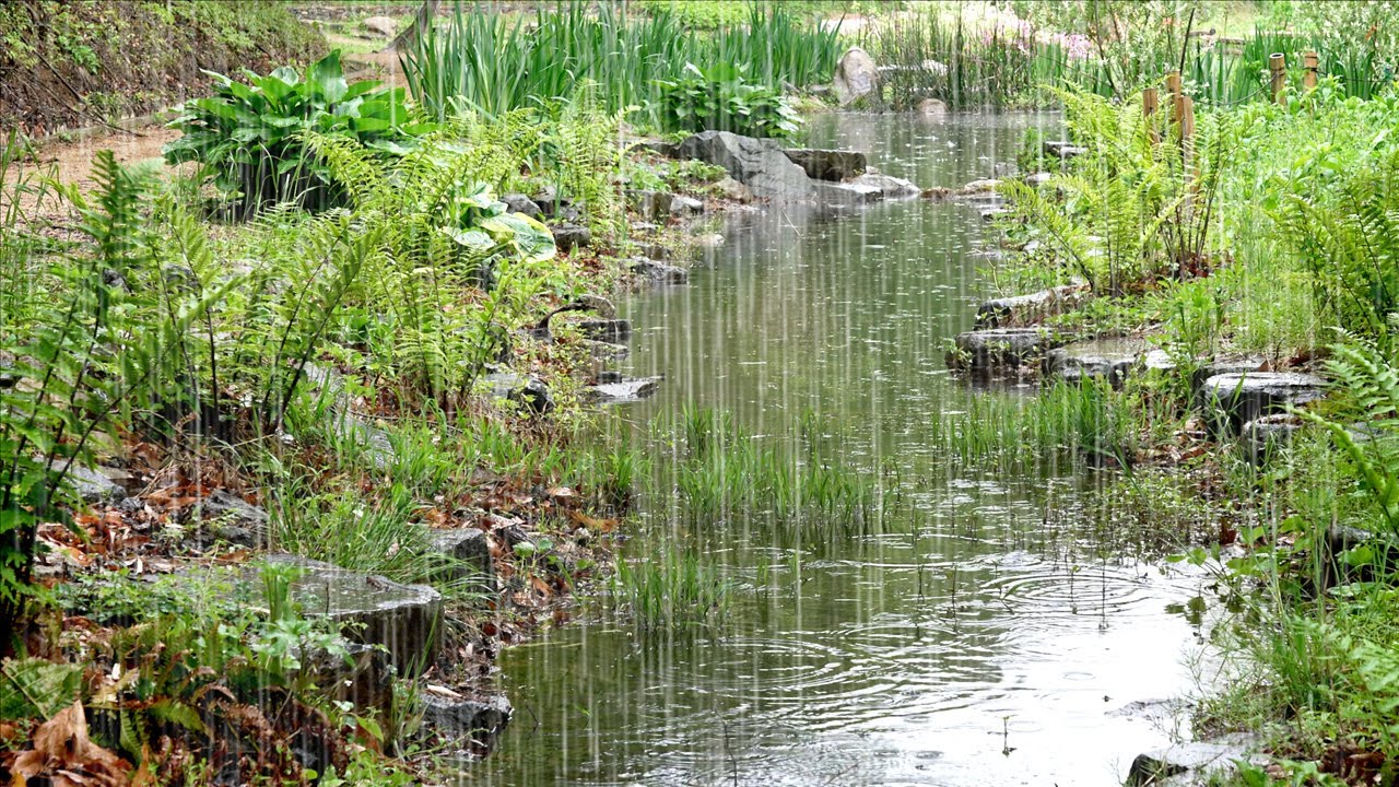 Нежная капля дождя звучит на тихом лесном пруду. Белый шум для сна, учебы, снятия стресса