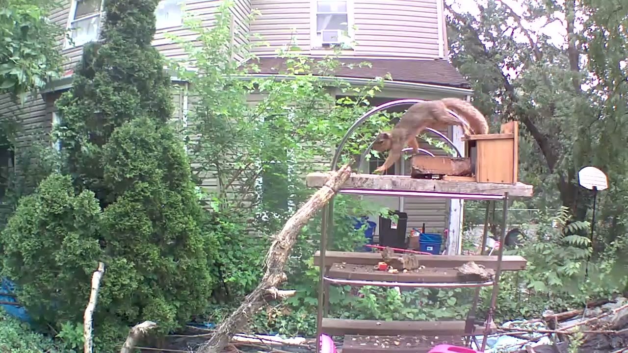Unforgettable Squirrel Symphony: Follow the Leader on the Feeder!