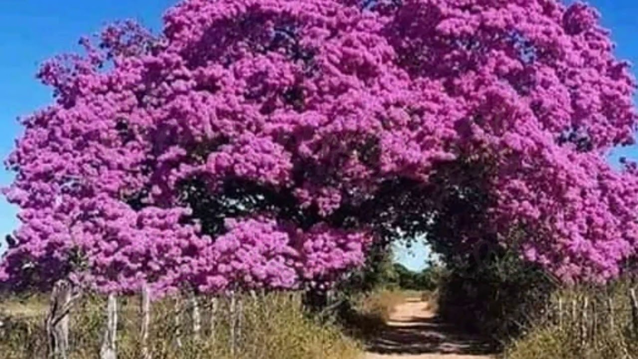 Folclor Cruceño