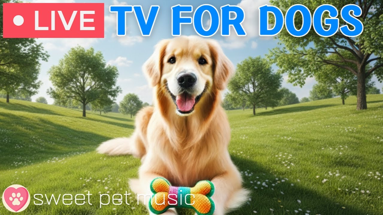 🔴24 Hours of Dog TV🎵🐶Calming Music for Dog Sleep🐾🩷Soothing Dog Music for Stress and Anxiety Relief