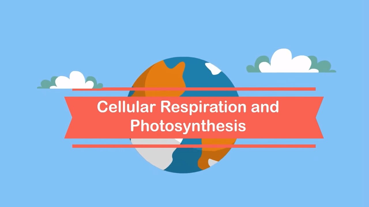 Relationship between Photosynthesis and Cellular Respiration