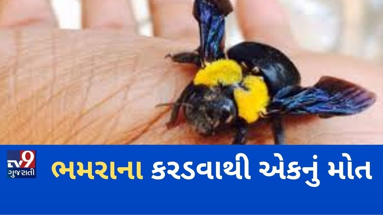 Sabarkantha: Bumble bee's sting killed farmer near Prantij, 2 kids hospitalised | TV9GujaratiNews
