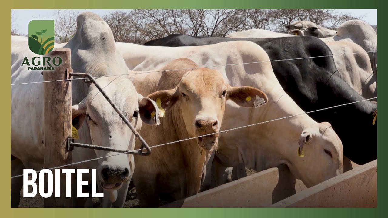 Boiteis em alta: Confinamento de bovinos cresce e impulsiona a produção de carne no Brasil
