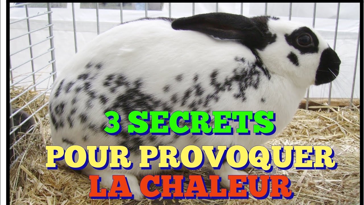 COMMENT PROVOQUER LA CHALEUR CHEZ UNE LAPINE