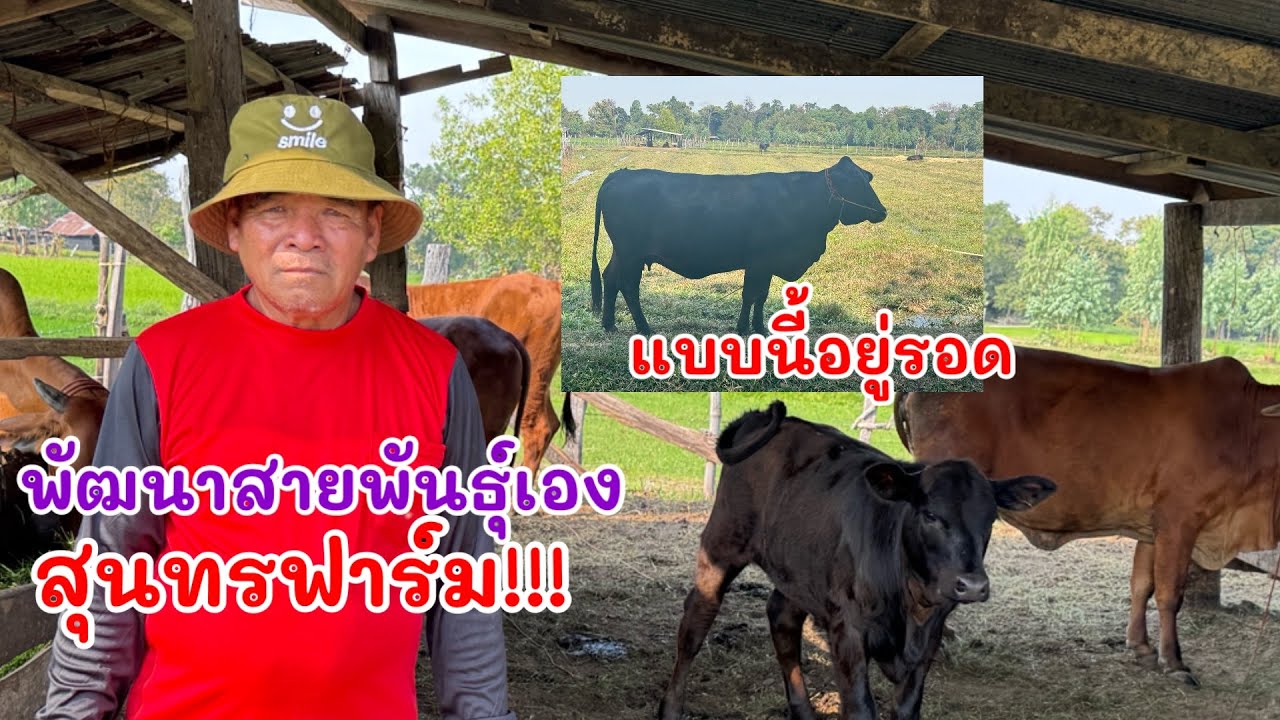 การเลี้ยงวัว ￼ การพัฒนาการเลี้ยงวัวจากบมันเป็นแองกัส