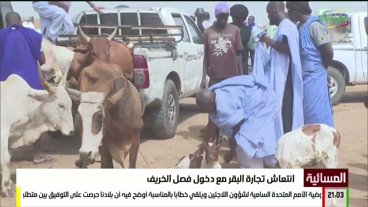انتعاش تجارة البقر مع دخول فصل الخريف