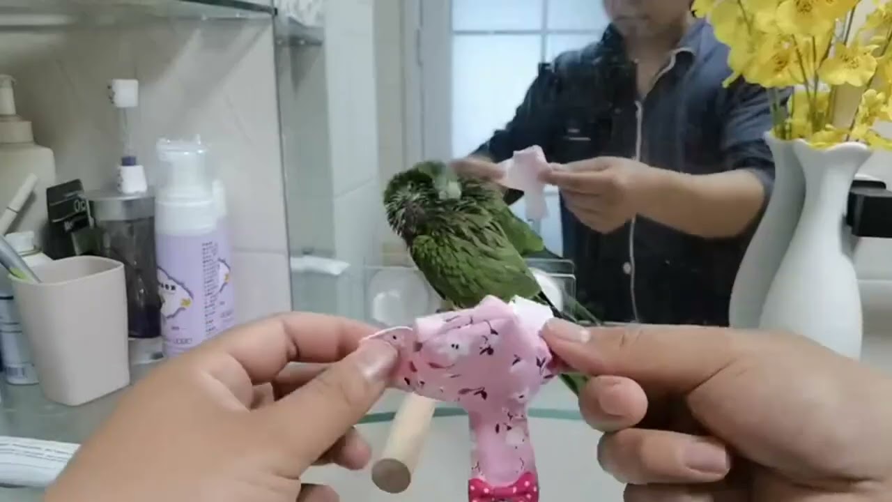 The Top 5 Bird Diapers on Amazon