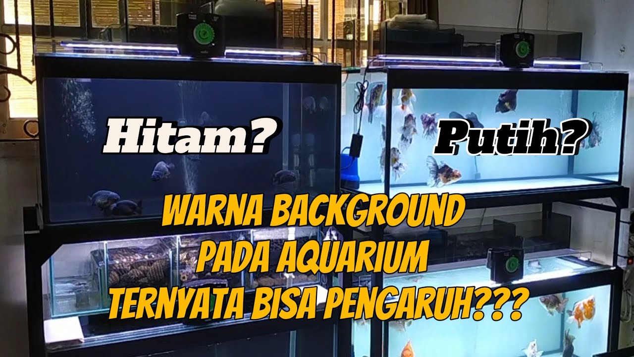 WARNA BACKGROUND PADA AQUARIUM IKAN MAS KOKI TERNYATA  BERPENGARUH GUYS!!! @KOKINIAN GOLDFISH
