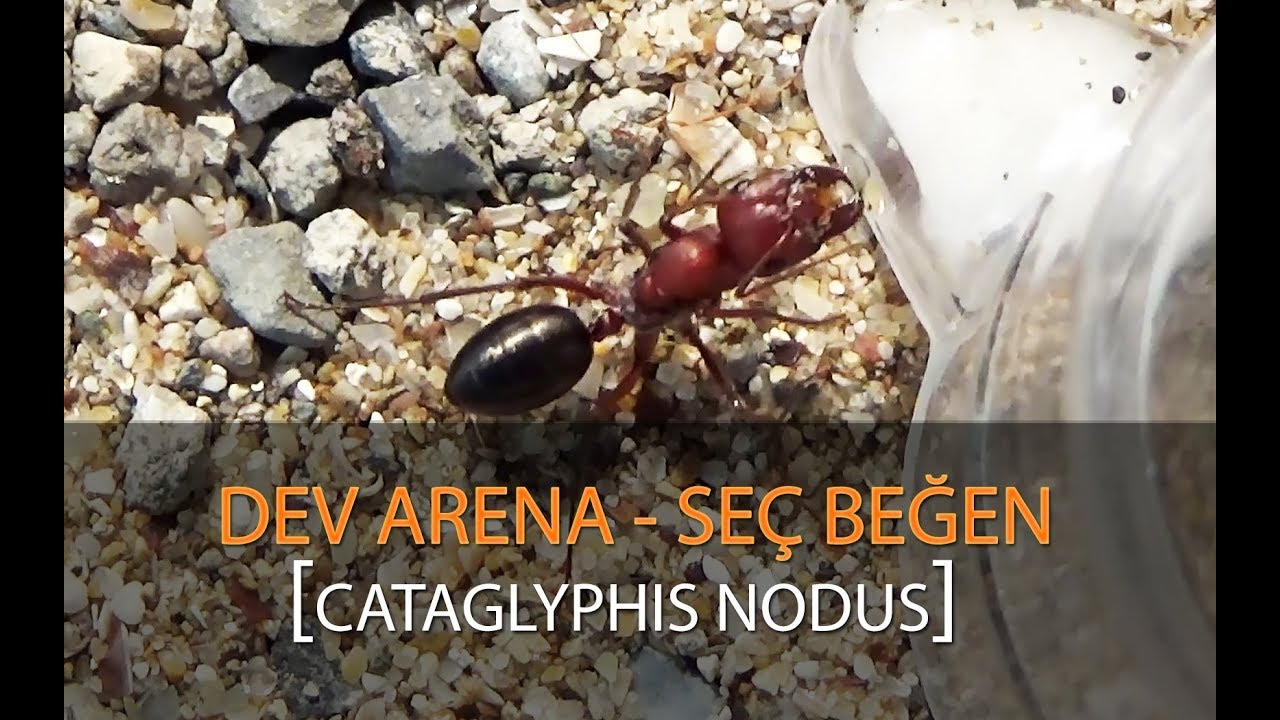 Cataglyphis Nodus Sırları - Dev Arena / Dev Karınca