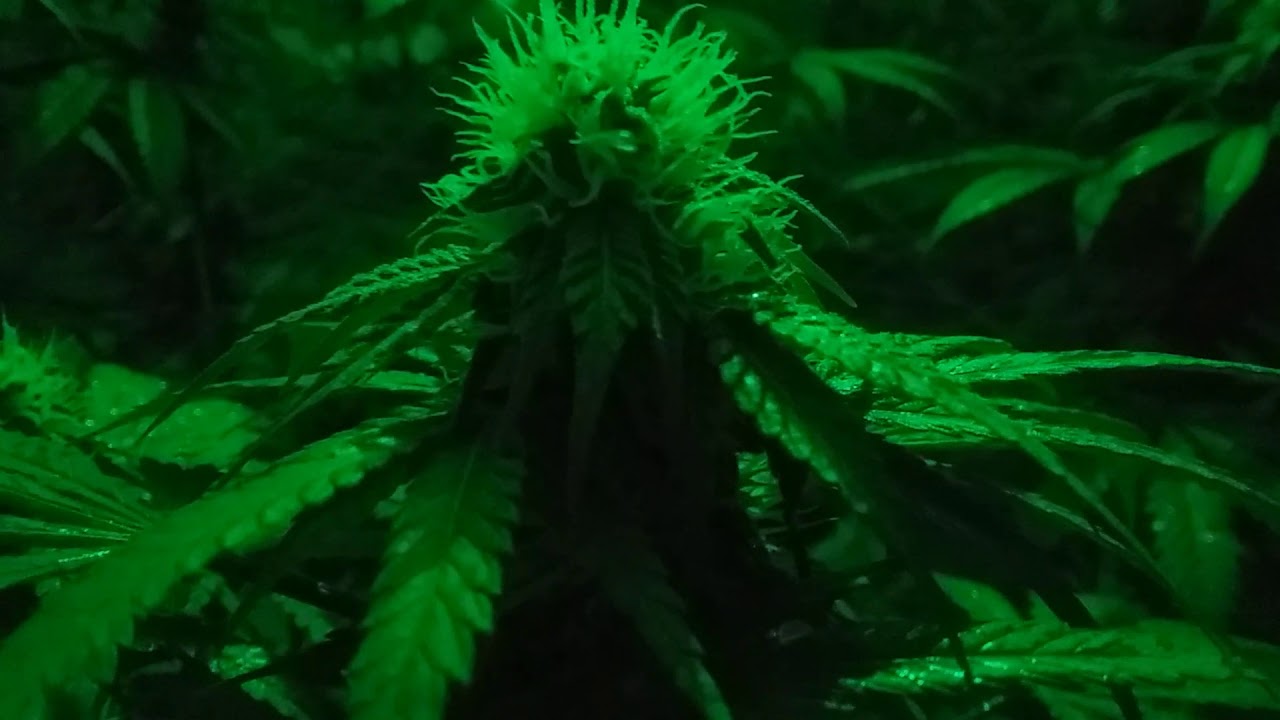 Kushmen cannasewers (MIM) MADE IN MICHIGAN