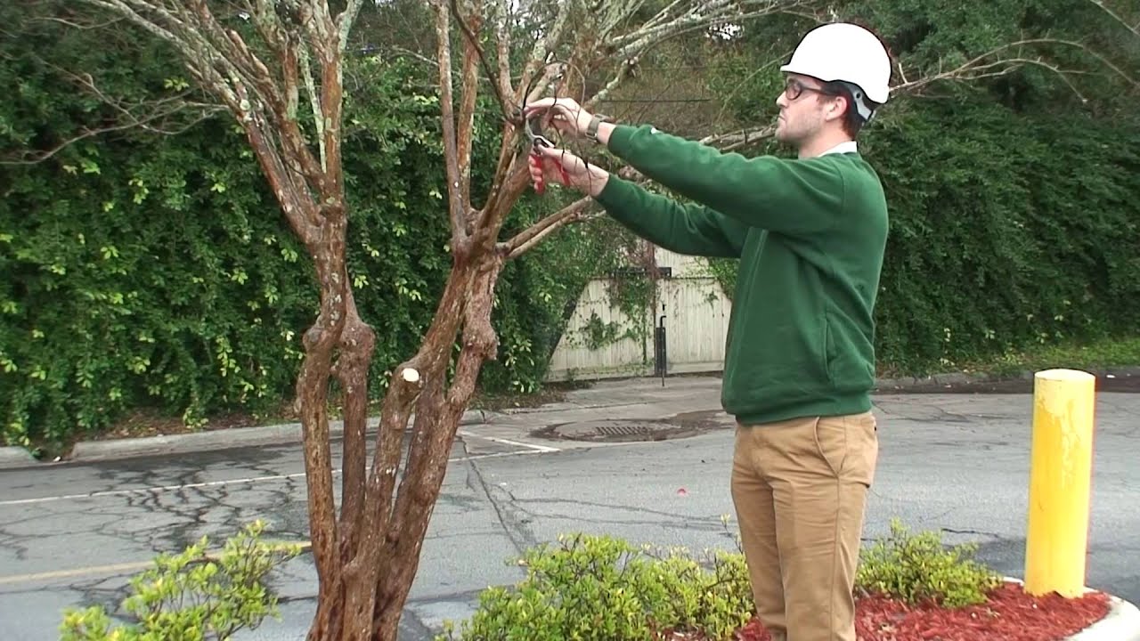 Savannah How: Properly prune your crape myrtles