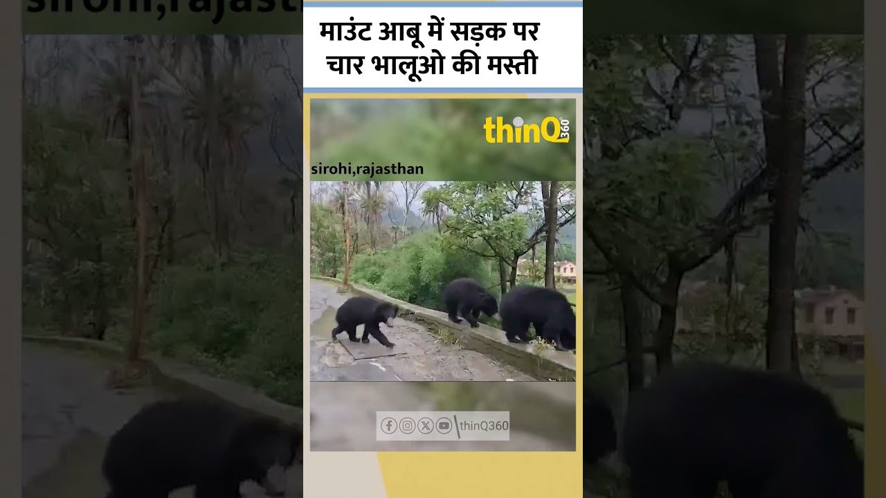 माउंट आबू में सड़क पर चार भालूओ की मस्ती  | Sirohi | Rajasthan  #thinq360
