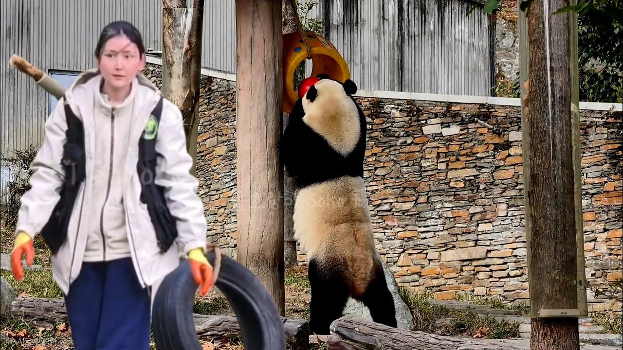 샤오치지 왕자님을 위해 오신 미모의 사육사님~!! | 1월 23일 선수핑 샤오치지 Panda Xiaoqiji 