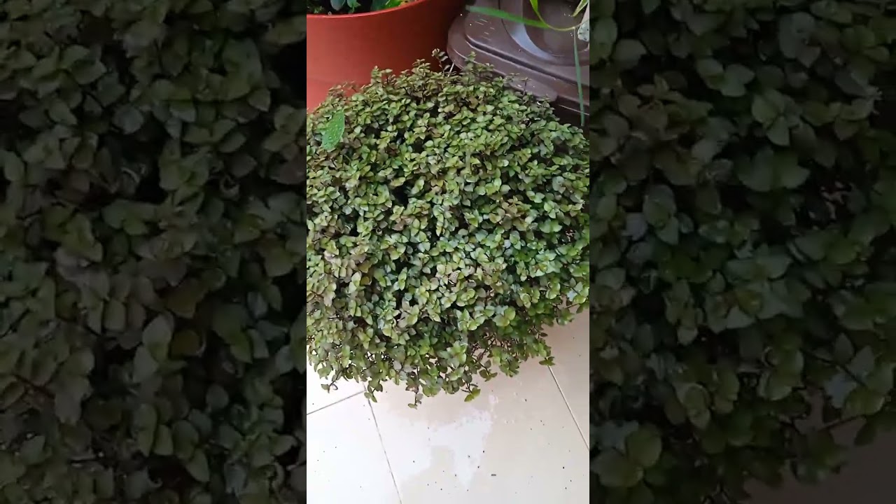 لا إله إلا أنت سبحانك إني كنت من الظالمين