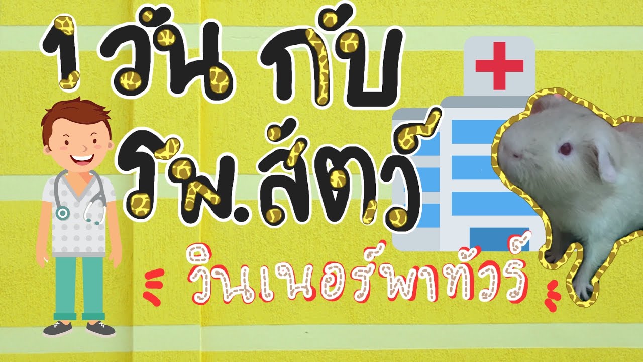 Ep 08 👉 1วันในโรงพยาบาลสัตว์ กับ เจ้าวินเนอร์ (รพ.สัตว์เกษตร บางเขน) | Guinea pig Story