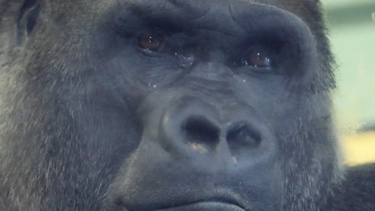 シルバーバック・モモタロウパパ、家族を守るためのパトロール｜京都市動物園｜撮影日2026.1.30｜【きょうのゴリラ】
