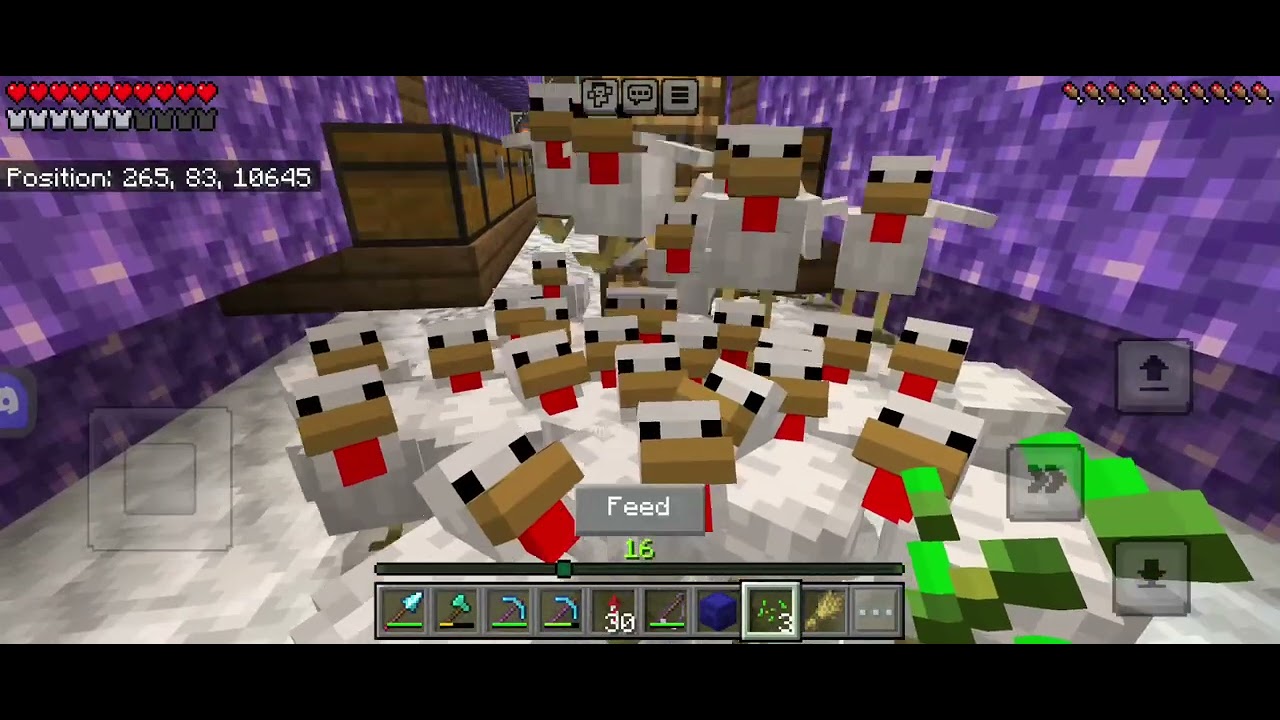 Too many chickens-