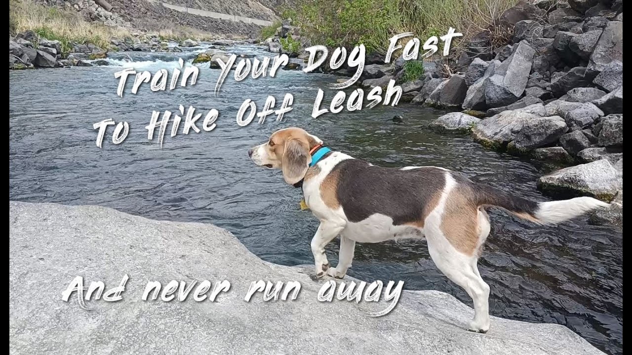 Train Your Dog Off Leash Easily. Never runs away again !