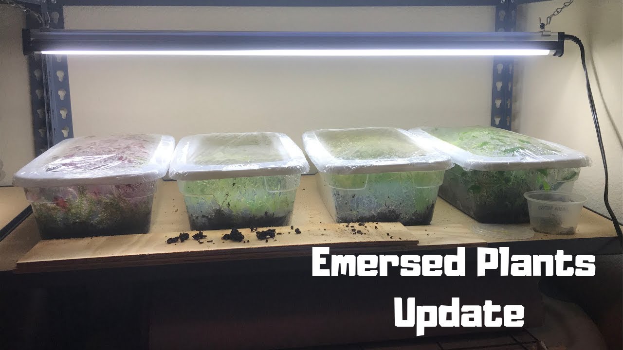 Emersed Plants Update