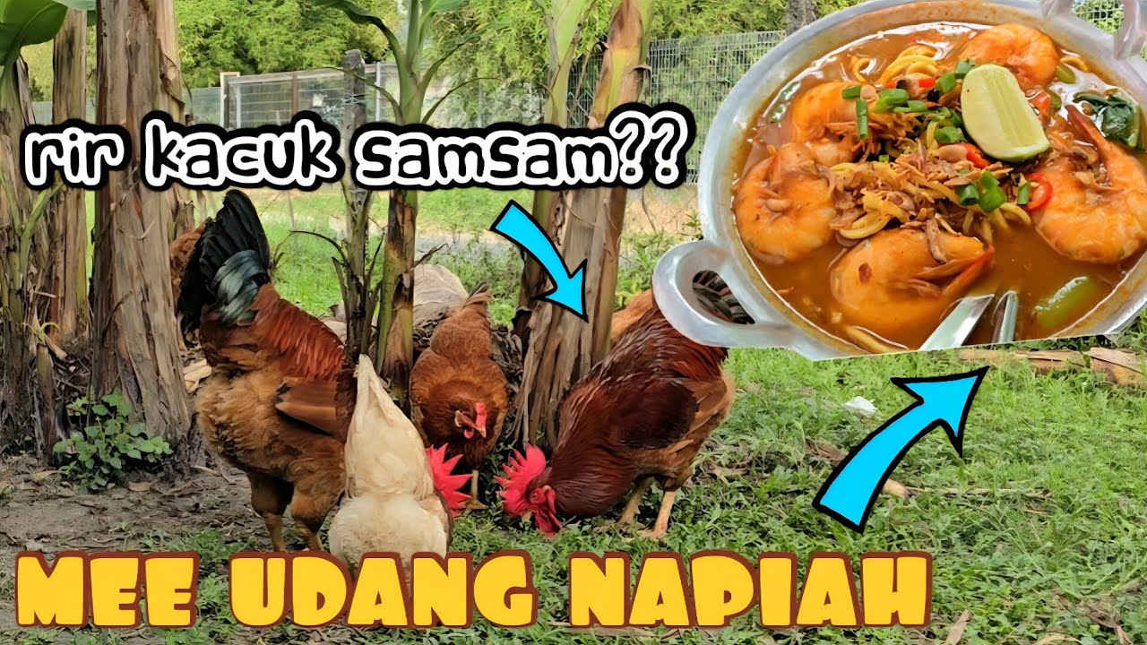 ✅️ Regenerative Farming Real Life! Lepaih tu pekena Mee Udang Nipah Hanapiah