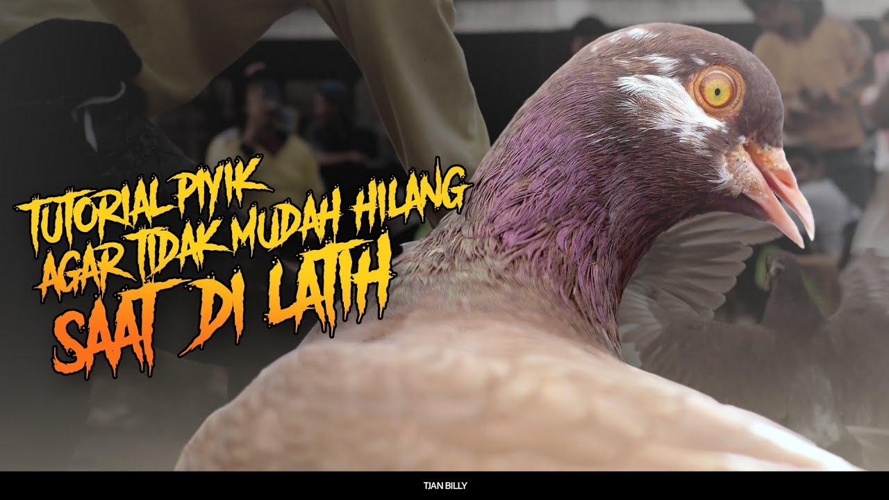 CARA MELATIH PIYIK DAN TIPS BETINA RUTIN NELOR VERSI ELITE TEAM || LEARNING OF PIGEON - TUTORIAL 2