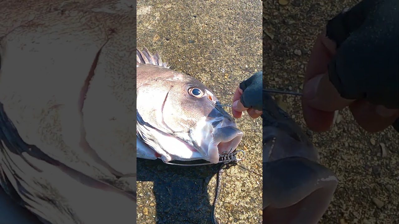 Как закрыть Crescent sweetlips.