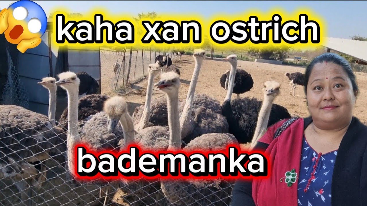#Ostrich farm in nepal part-1#कति धेरै बडेमानको अस्त्रिच😱👍 #viralvideo #dailyvlog