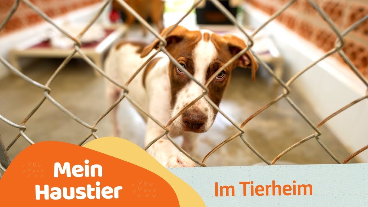 Mein Haustier - Im Tierheim Berlin