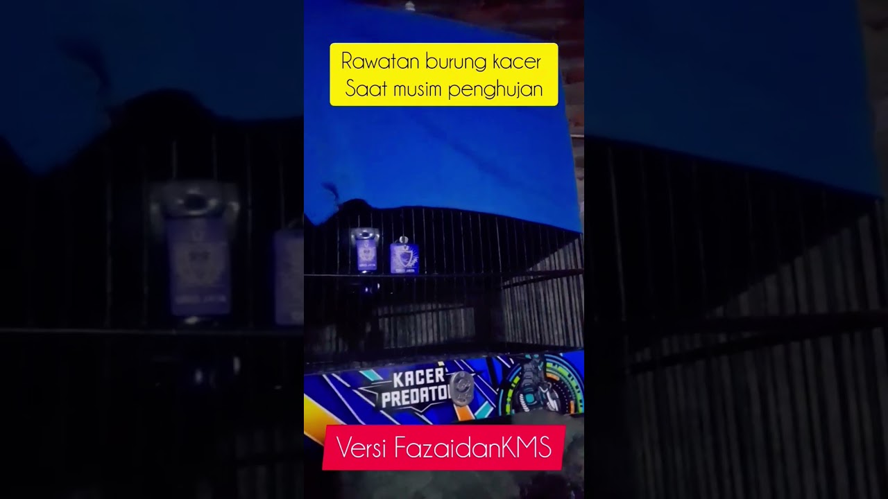 rawatan kacer saat musim hujan#shortvideo #burungkacer #kicaumania