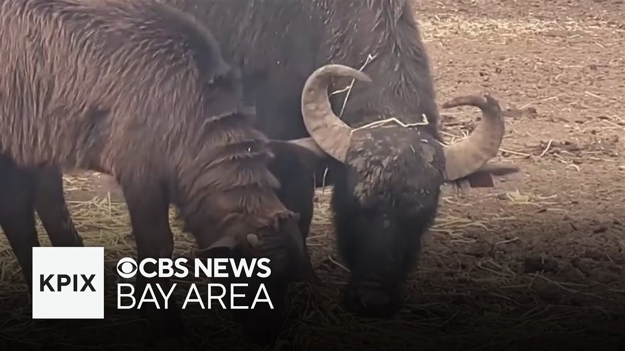 Bay Area water buffalo cheese business owner struggling to find permanent home for herd