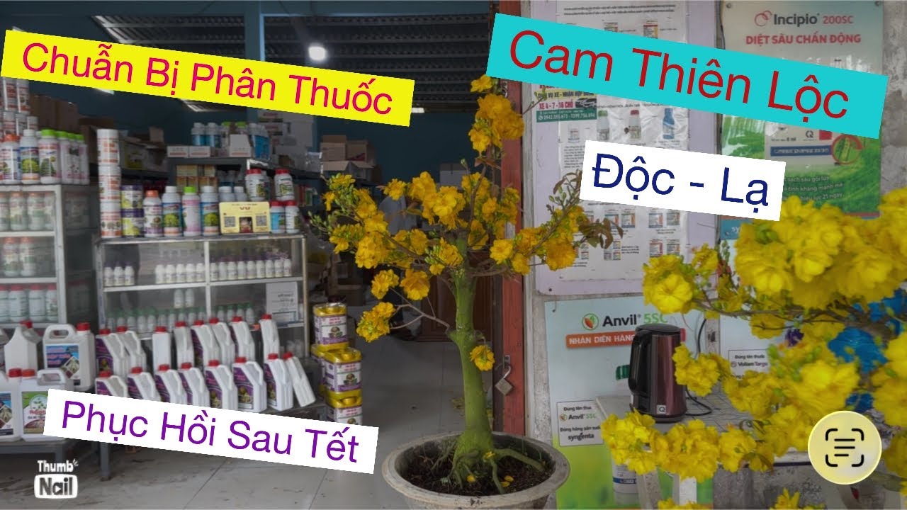 Mùng 3tết,,0939 191715 Vtnn vũ,,,chuẩn bị phân thuốc phục hồi mai sau khi chơi Tết 