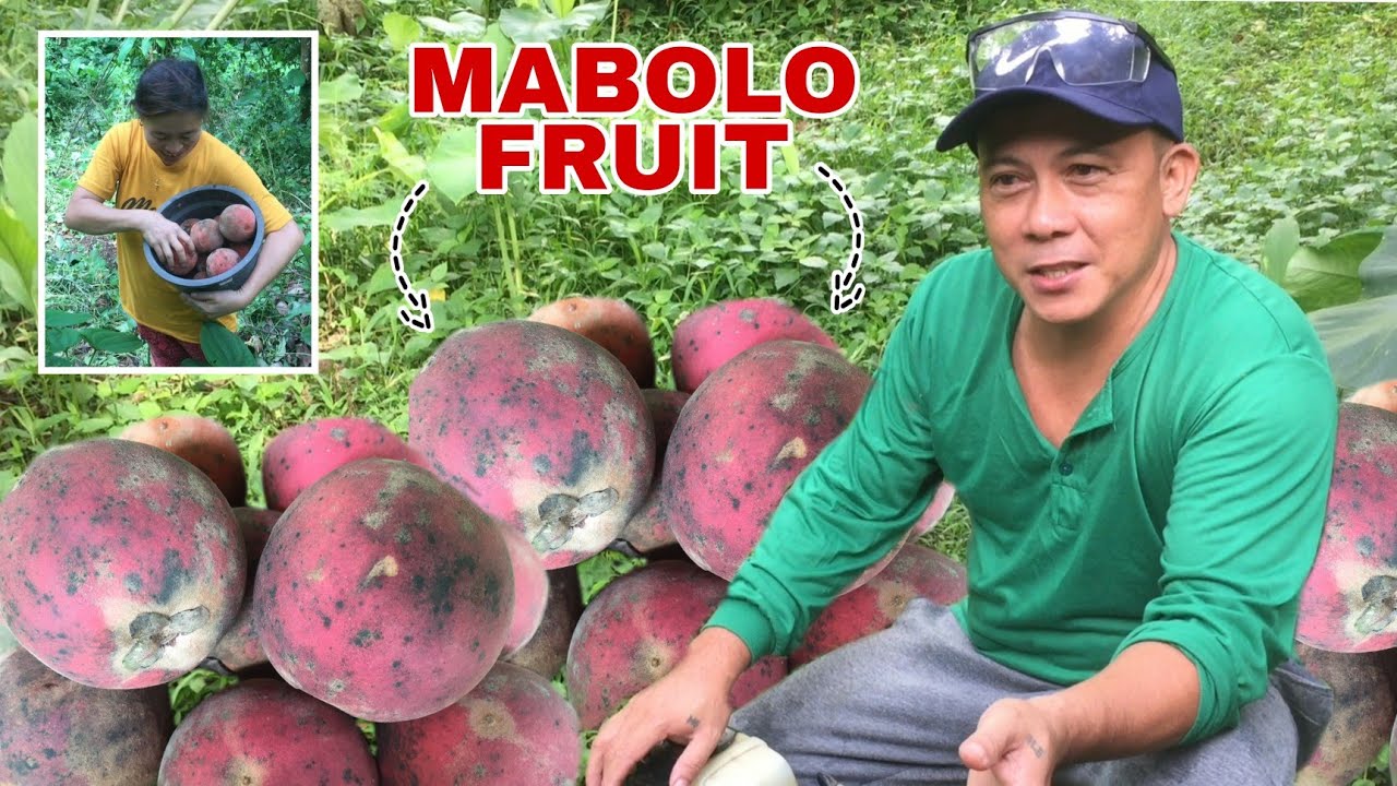 VELVET APPLE OR MABOLO FRUIT | Biyaherong Batangueno