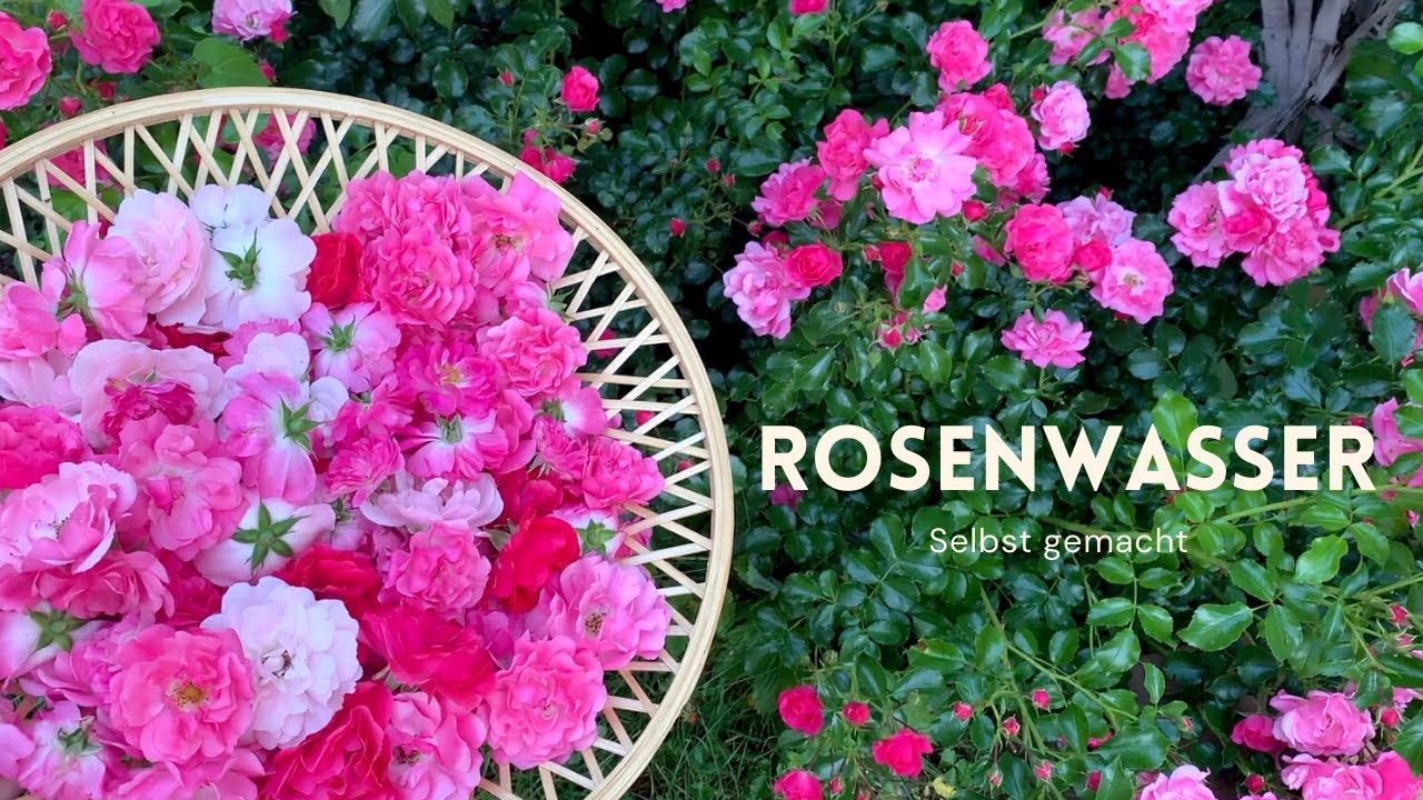 Rosenwasser selber machen | Hydrolat ohne Destille herstellen | DIY Naturkosmetik-Gesichtswasser